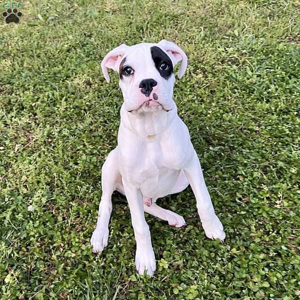 Neill, Boxer Puppy