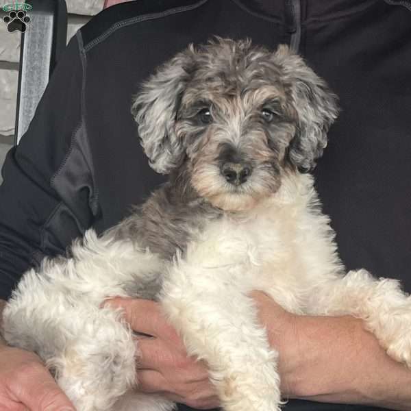 Kassie, Mini Labradoodle Puppy