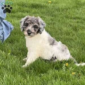 Kassie, Mini Labradoodle Puppy