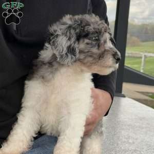 Kassie, Mini Labradoodle Puppy