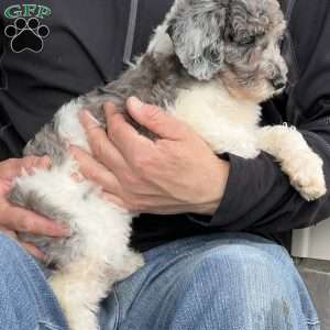 Kassie, Mini Labradoodle Puppy