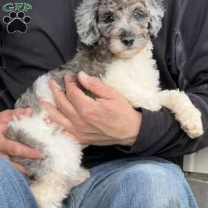 Kassie, Mini Labradoodle Puppy