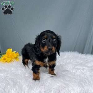 Casey – Mini, Dachshund Puppy