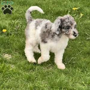 Kassie, Mini Labradoodle Puppy