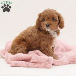 Millie, Cavapoo Puppy