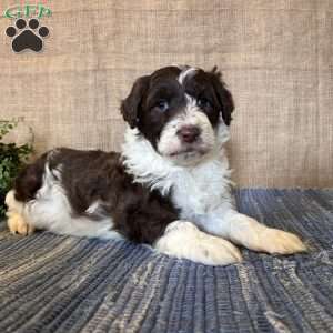 Laurel, Portuguese Water Dog Puppy
