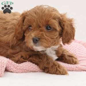 Millie, Cavapoo Puppy