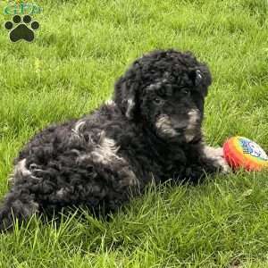 Kirby, Mini Labradoodle Puppy