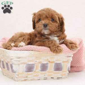 Millie, Cavapoo Puppy