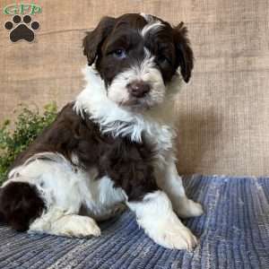 Laurel, Portuguese Water Dog Puppy