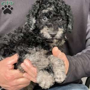 Kirby, Mini Labradoodle Puppy