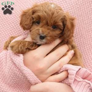 Millie, Cavapoo Puppy