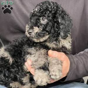 Kirby, Mini Labradoodle Puppy