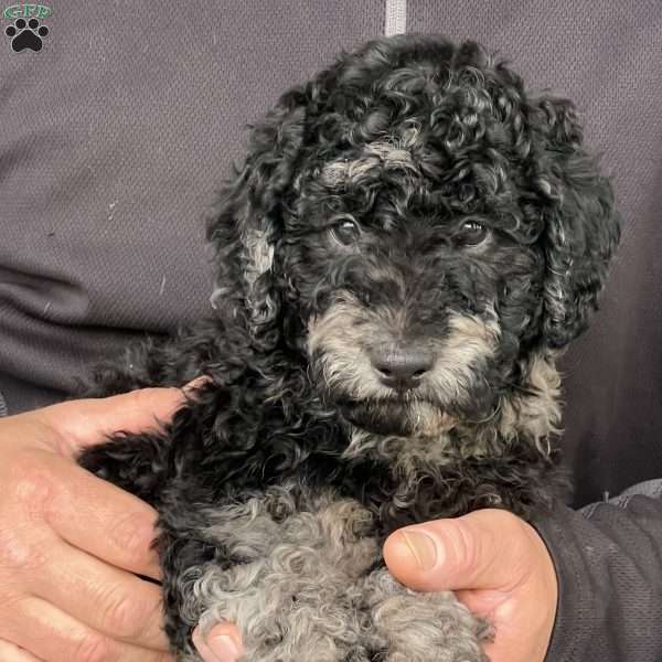Kirby, Mini Labradoodle Puppy