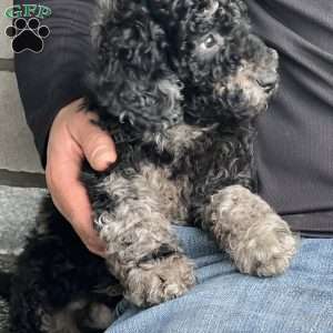 Kirby, Mini Labradoodle Puppy