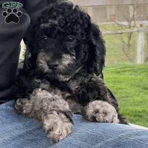 Kirby, Mini Labradoodle Puppy