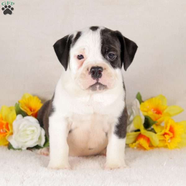 Whiskey, English Bulldog Puppy