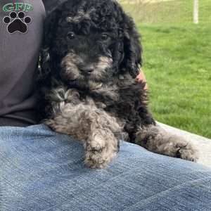 Kirby, Mini Labradoodle Puppy