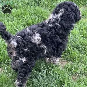 Kirby, Mini Labradoodle Puppy
