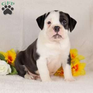 Whiskey, English Bulldog Puppy