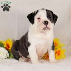 Whiskey, English Bulldog Puppy