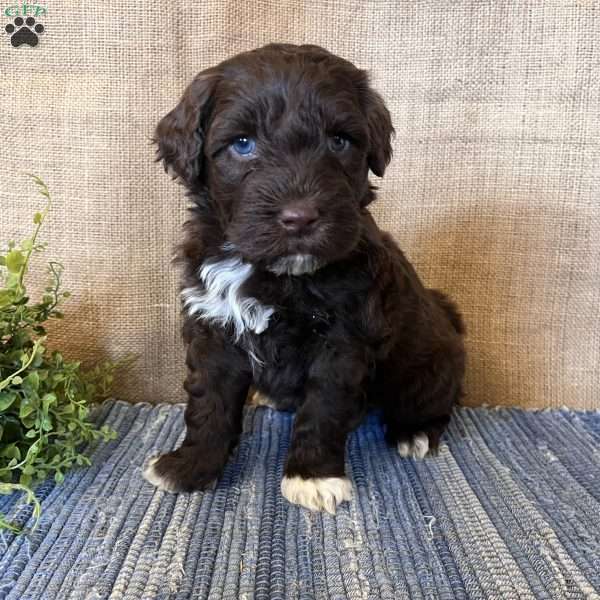 Marigold, Portuguese Water Dog Puppy