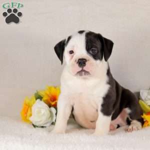 Whiskey, English Bulldog Puppy