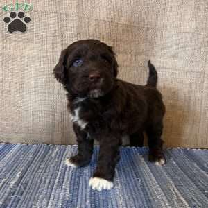 Marigold, Portuguese Water Dog Puppy