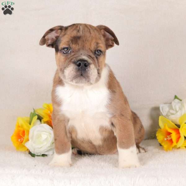 Tequila, English Bulldog Puppy