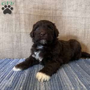 Marigold, Portuguese Water Dog Puppy