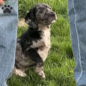 Kane, Mini Labradoodle Puppy