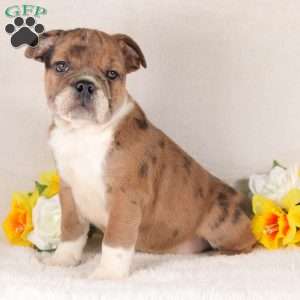 Tequila, English Bulldog Puppy