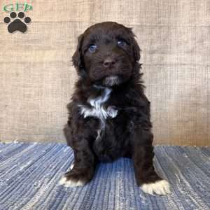 Marigold, Portuguese Water Dog Puppy