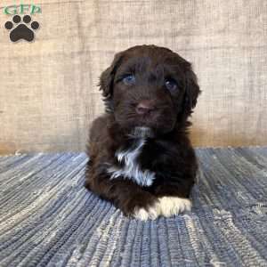 Marigold, Portuguese Water Dog Puppy