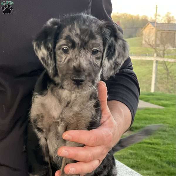 Kane, Mini Labradoodle Puppy