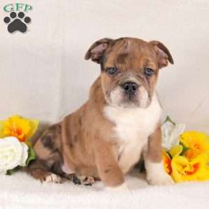 Tequila, English Bulldog Puppy