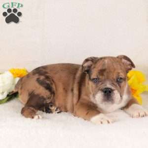 Tequila, English Bulldog Puppy