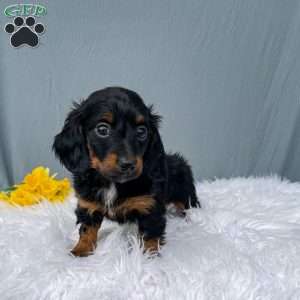Casey – Mini, Dachshund Puppy