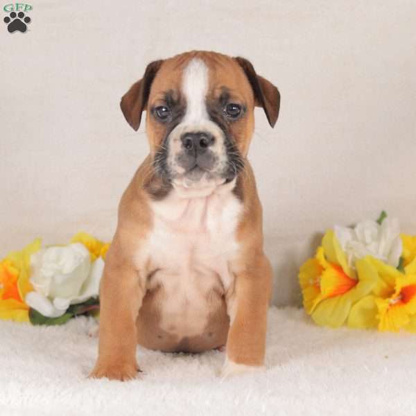 Red Bull, English Bulldog Puppy