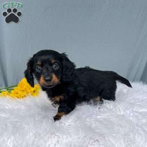 Cleo – Mini, Dachshund Puppy