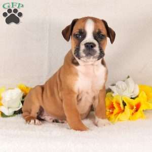 Red Bull, English Bulldog Puppy