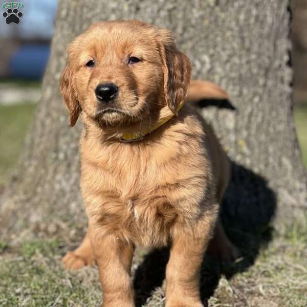 Seth, Golden Retriever Puppy