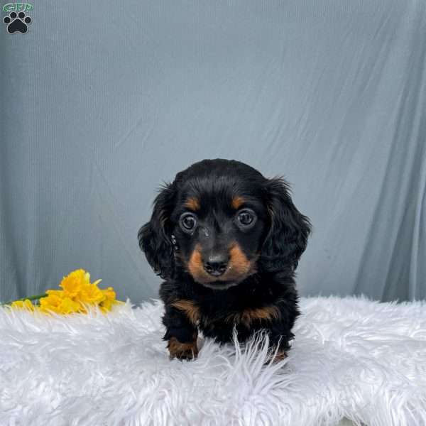 Cleo – Mini, Dachshund Puppy