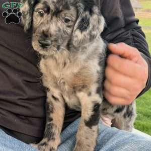 Kane, Mini Labradoodle Puppy