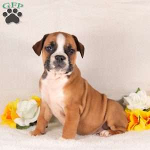 Red Bull, English Bulldog Puppy