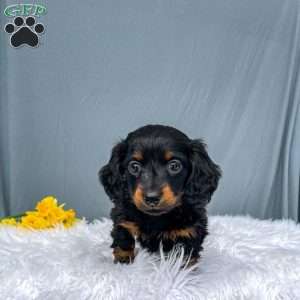 Cleo – Mini, Dachshund Puppy