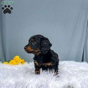 Cleo – Mini, Dachshund Puppy