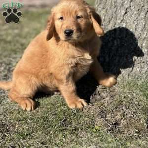 Seth, Golden Retriever Puppy