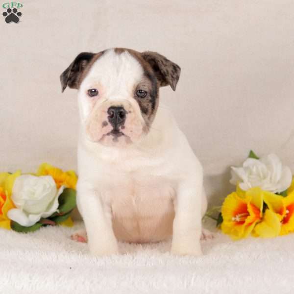 Champagne, English Bulldog Puppy