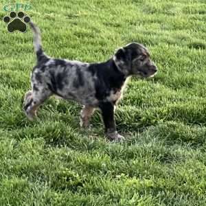 Kane, Mini Labradoodle Puppy